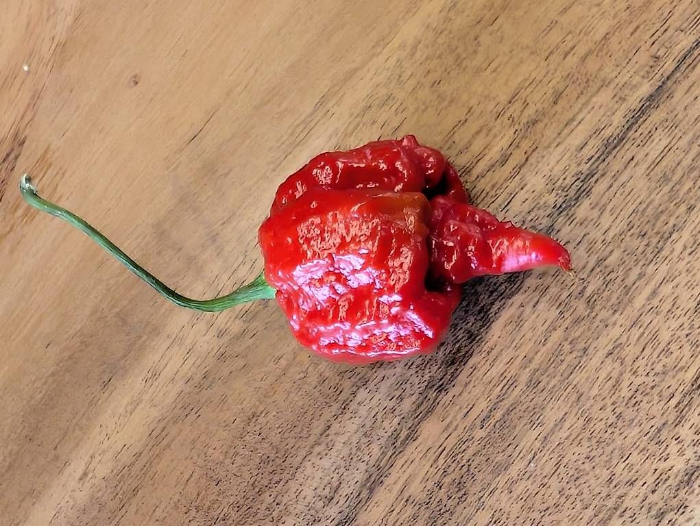 Plantes & graines: Chili Carolina Reaper – D'occasion à Jens par Evo087 1