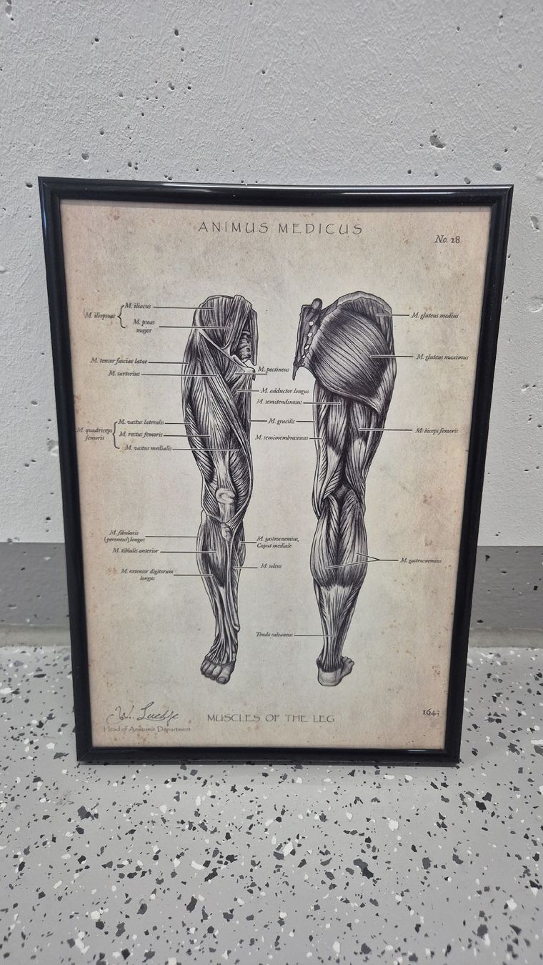 Foto & Immagini: Animus Medicus 3 Bilder + Rahmen – Usato da Walenstadt venduto da jan_dcn2 1