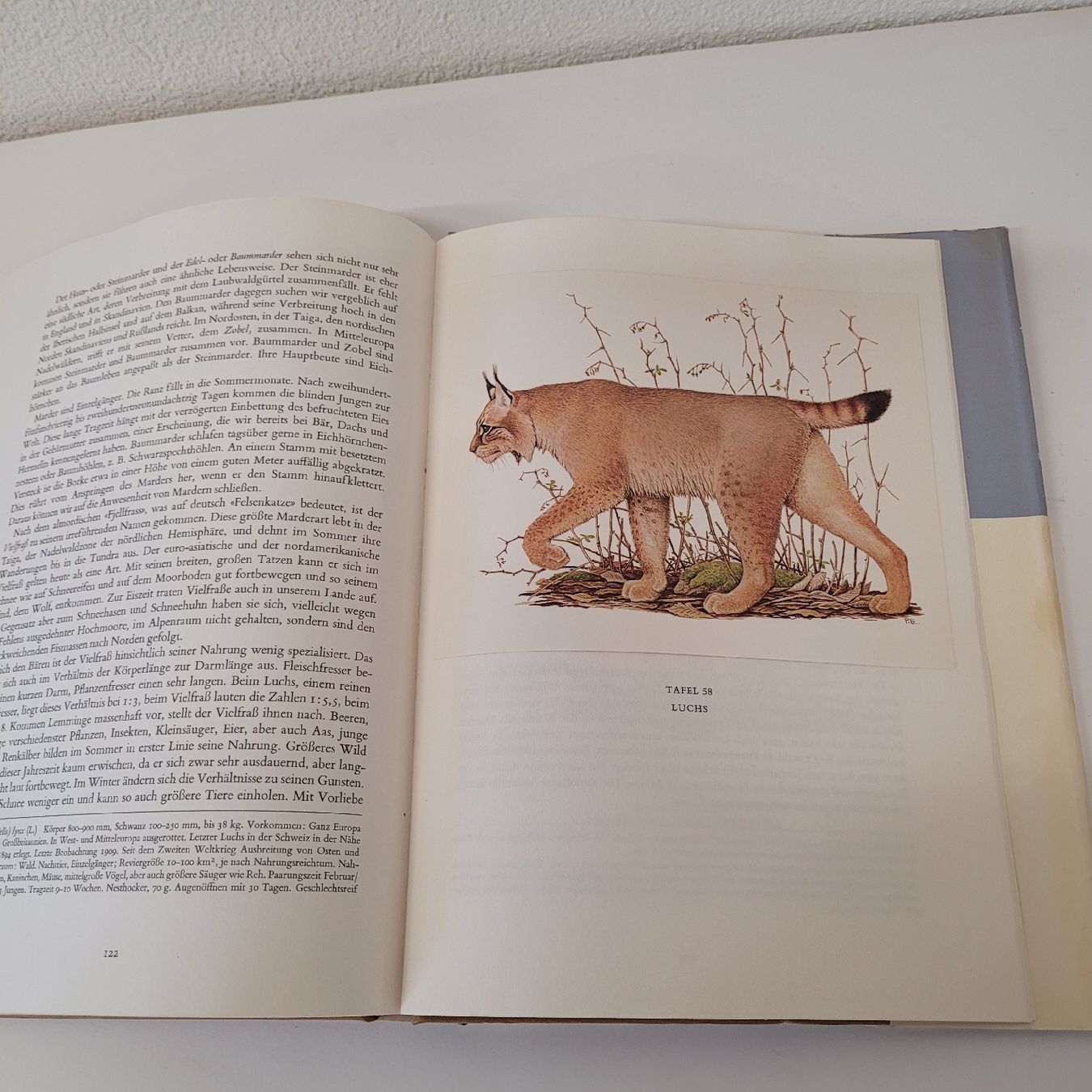 Bücher: buch säugetiere europas – Gebraucht aus Reichenburg von AK307 5