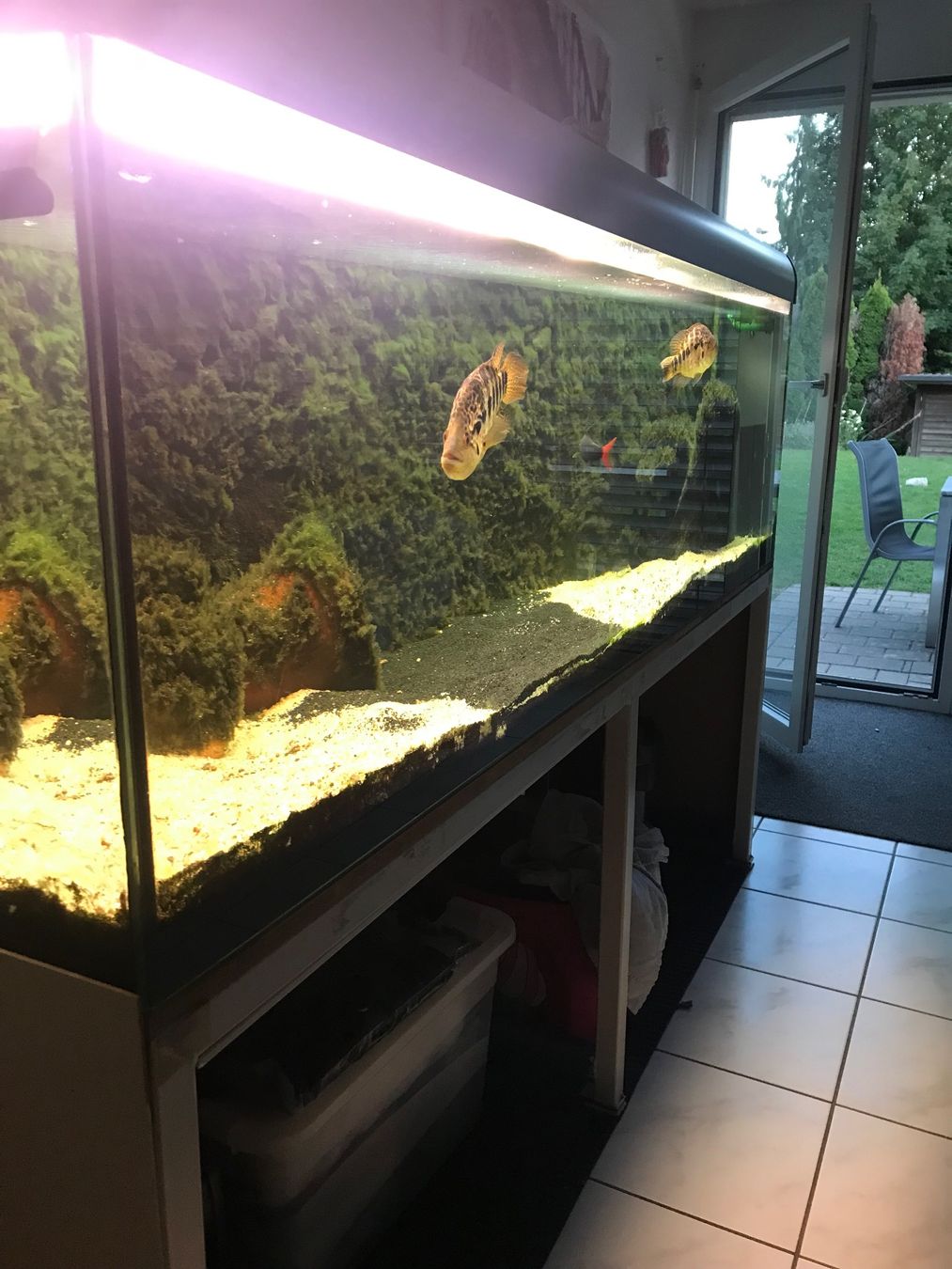 Aquarium: Aquarium kompl. – D'occasion à Langendorf par Liam012 2