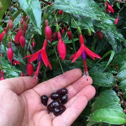 Piante & sementi: Fuchsia royal comestible  RARE  20cm – Nuovo (secondo la descrizione) da Bremblens venduto da FIBONACCI369 1