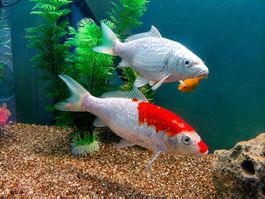 Poisson carpe Koi blanc et rouge, jaune  taille mixte