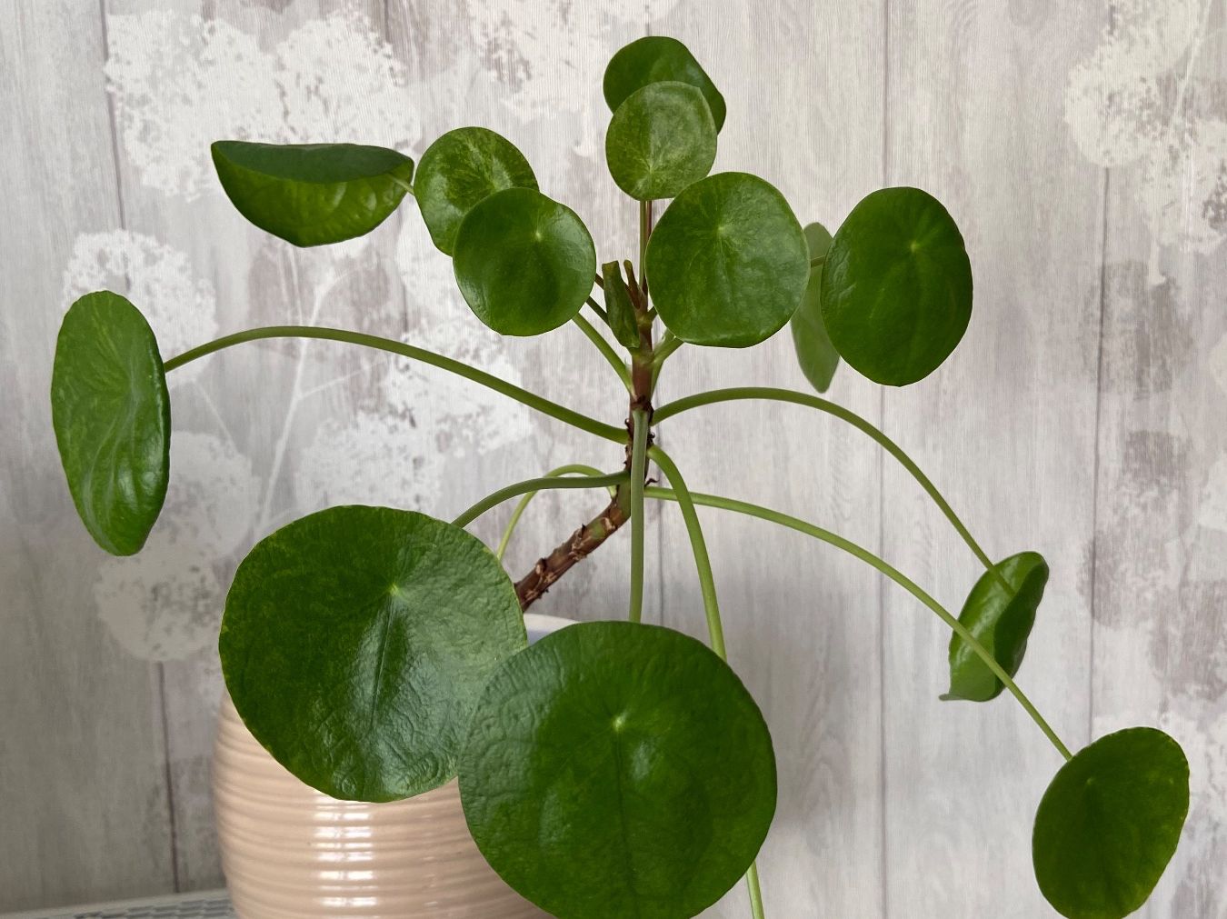 Piante & sementi: Pilea mojito – Usato da Zürich venduto da Potatoe543