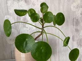 Pilea mojito
