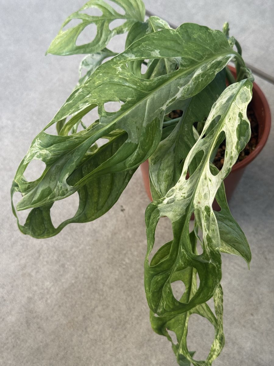 Pflanzen & Samen: Monstera Indonesian marble – Gebraucht aus Bachenbülach von csp_6rns 3