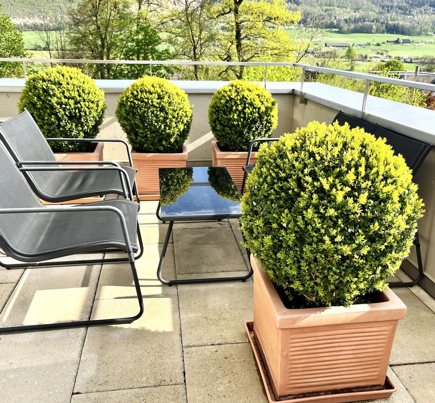 Pflanzen & Samen: Buxus Buchs Buchsbaum Kugelform mit Topf winterhart 30 Jahre – Gebraucht aus Wangen b. Olten von Buntgemischt
