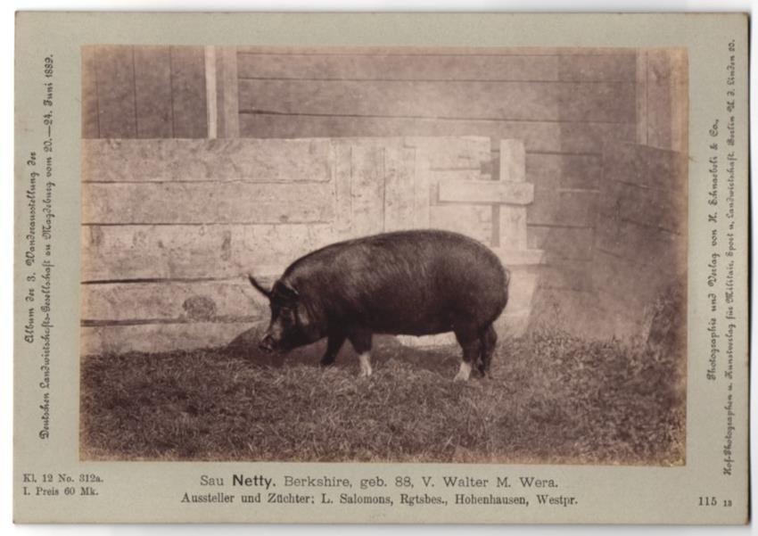 Fotografie & Manifesti: Fotografie H. Schnaebeli, Berlin, Ausste – Usato da Berlin venduto da bartko-reher