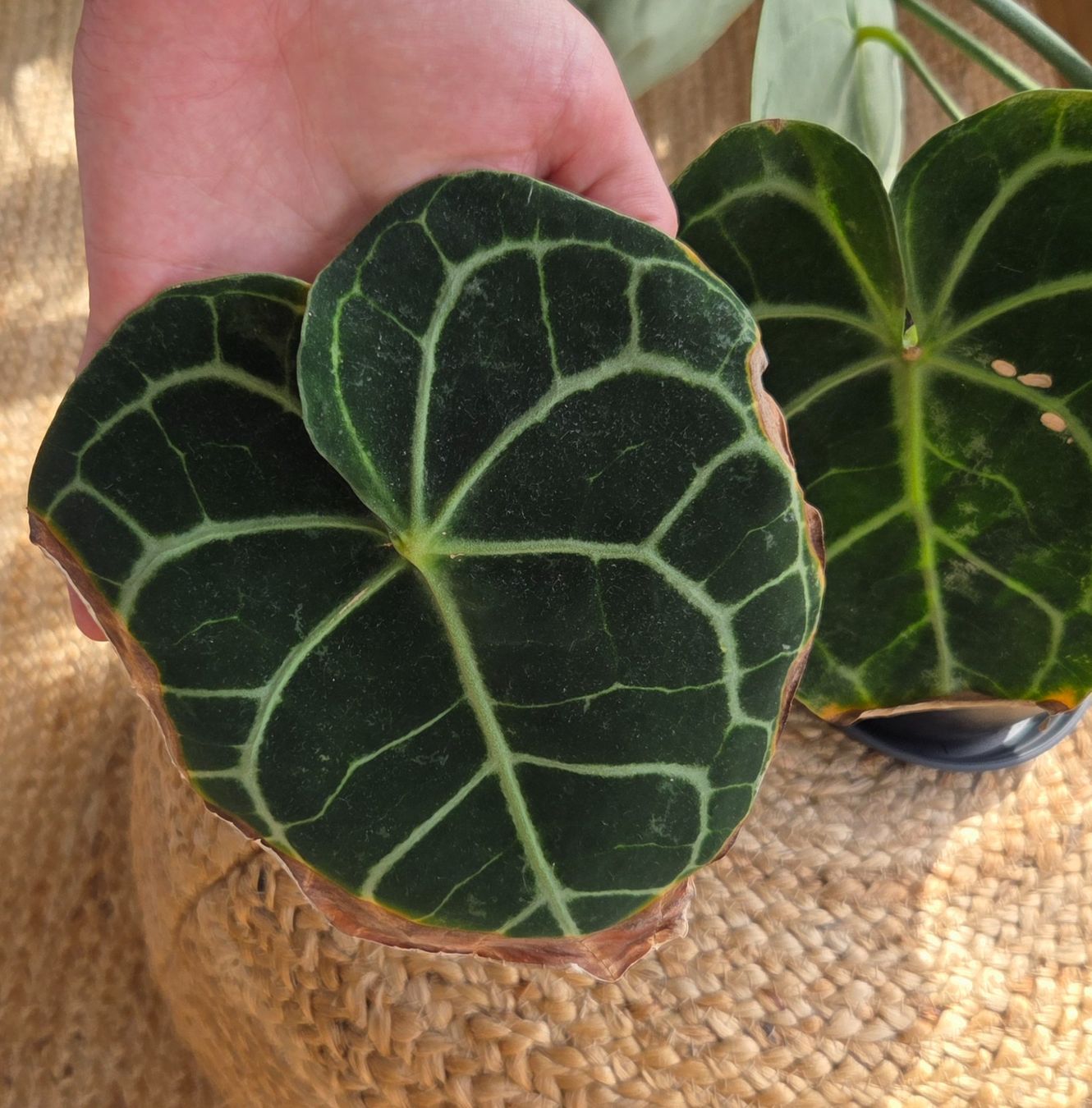 Plantes & graines: Anthurium crystallinum ODER clarinervium (ca. 40cm) – D'occasion à Zürich par wile_coyote 6
