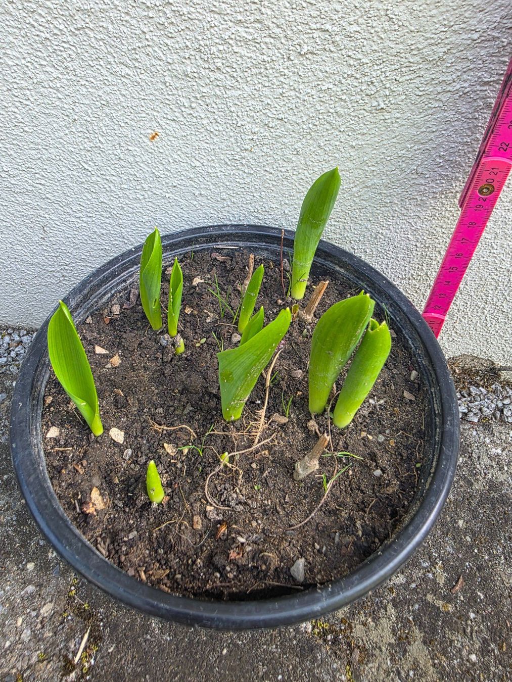 Piante & sementi: Ornithogalum arabicum / Milchstern – Nuovo (secondo la descrizione) da Thalheim venduto da silvara01 2