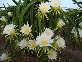 Rote Drachenfrucht, Pitahaya - Hylocereus undatus - 50 Samen