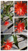 Epiphyllum Blattkaktus blühfähiger Stock orangerot verblüht