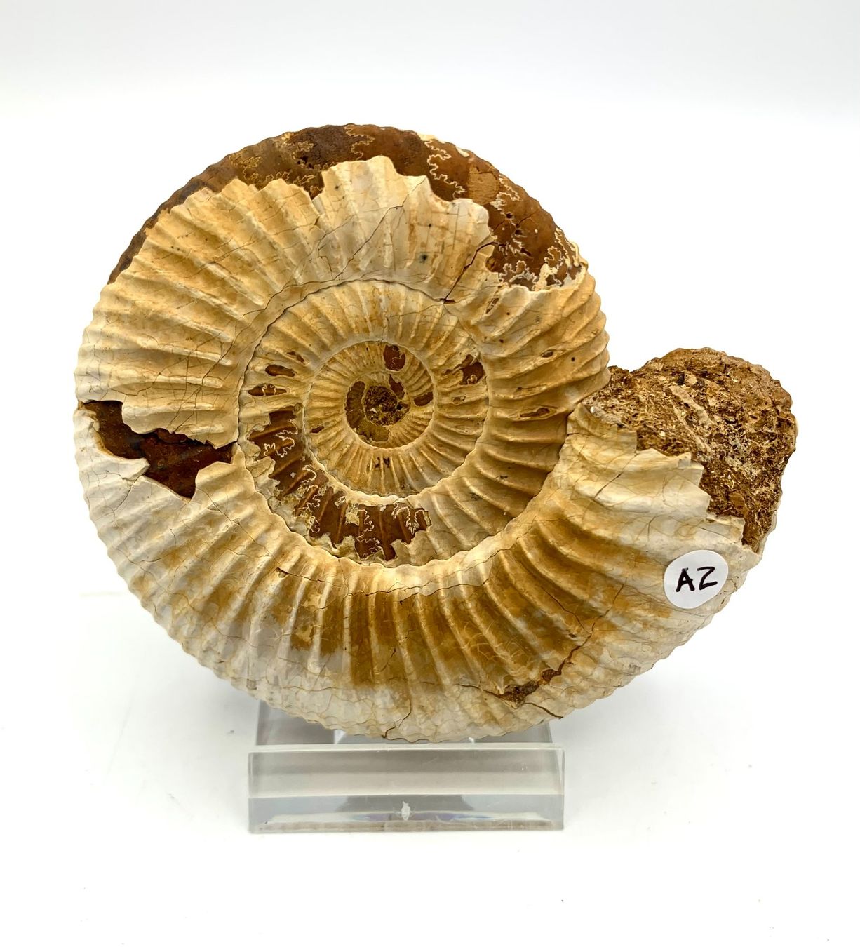 Fossili: Ammonit - Perisphinctes sp. – Nuovo (secondo la descrizione) da Samstagern venduto da Spliti