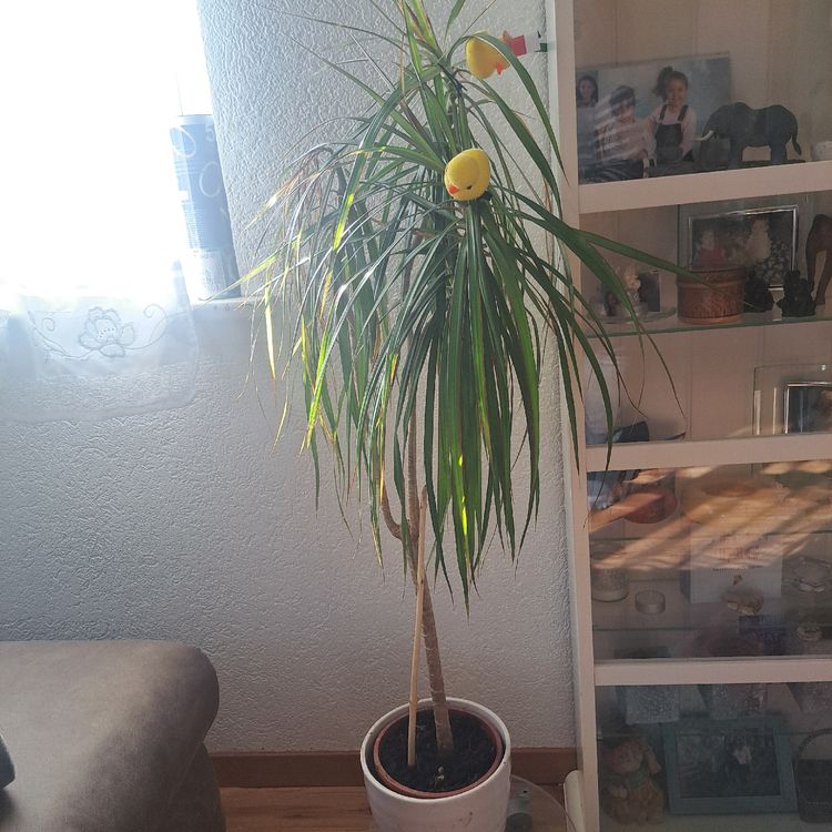 Pflanzen Garten Drachenbaum-Samen  Seltene Zimmerpflanze, Schnellwachsend  & Pflegeleicht Dracaena Samen Raritt