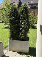 Pflanzen Gefäss mit Thujas