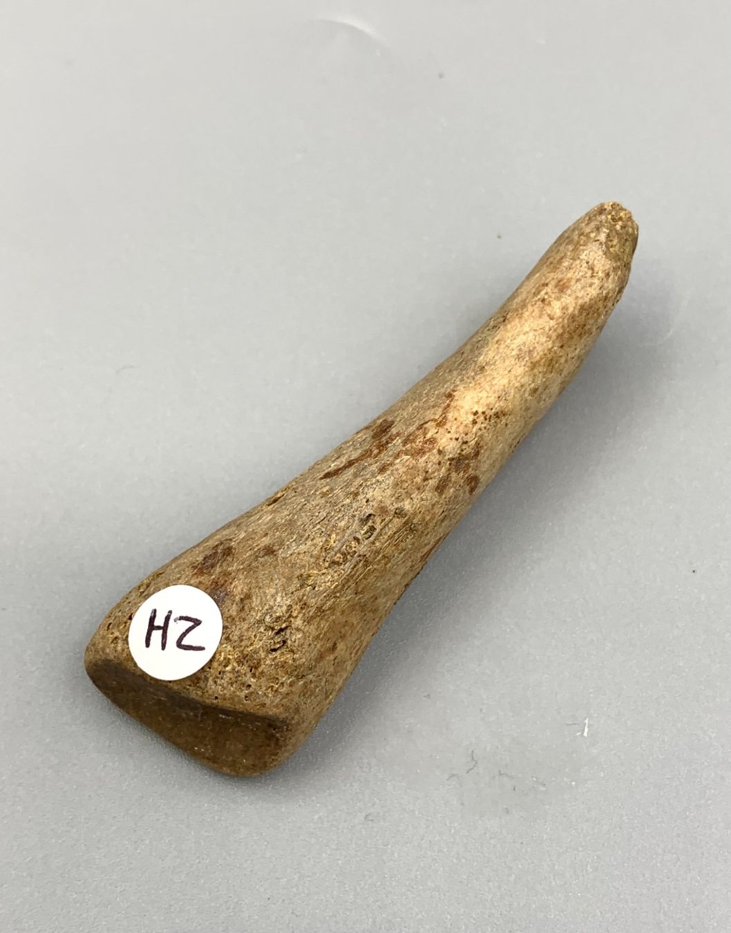 Fossili: Höhlenbär - Fingerknochen - Original - Eiszeit – Nuovo (secondo la descrizione) da Samstagern venduto da Spliti