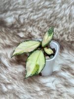 Hoya nabawanensis variegata 🦄✨