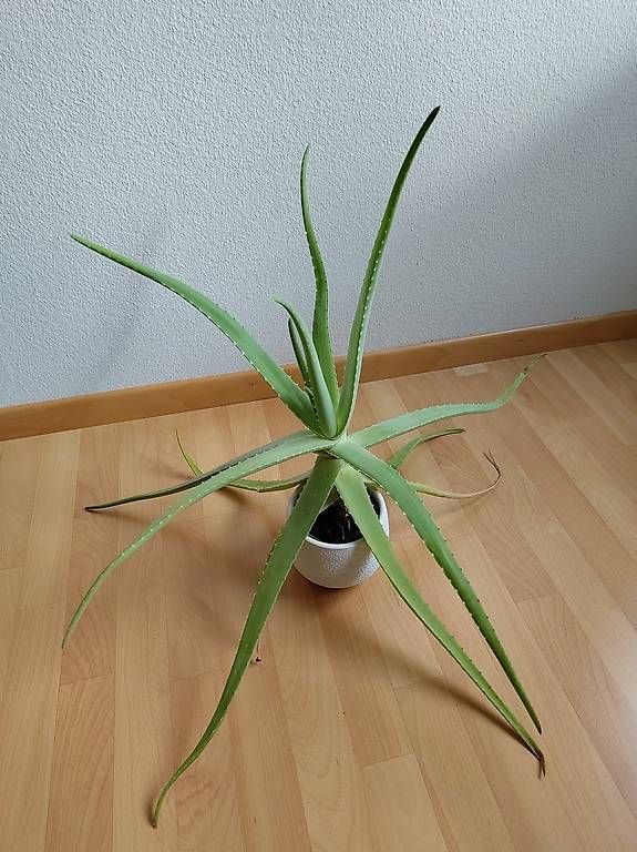 Pflanzen & Samen: Aloe Vera Pflanze – Neu (gemäss Beschreibung) aus Rotkreuz von Vauban