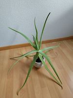 Aloe Vera Pflanze