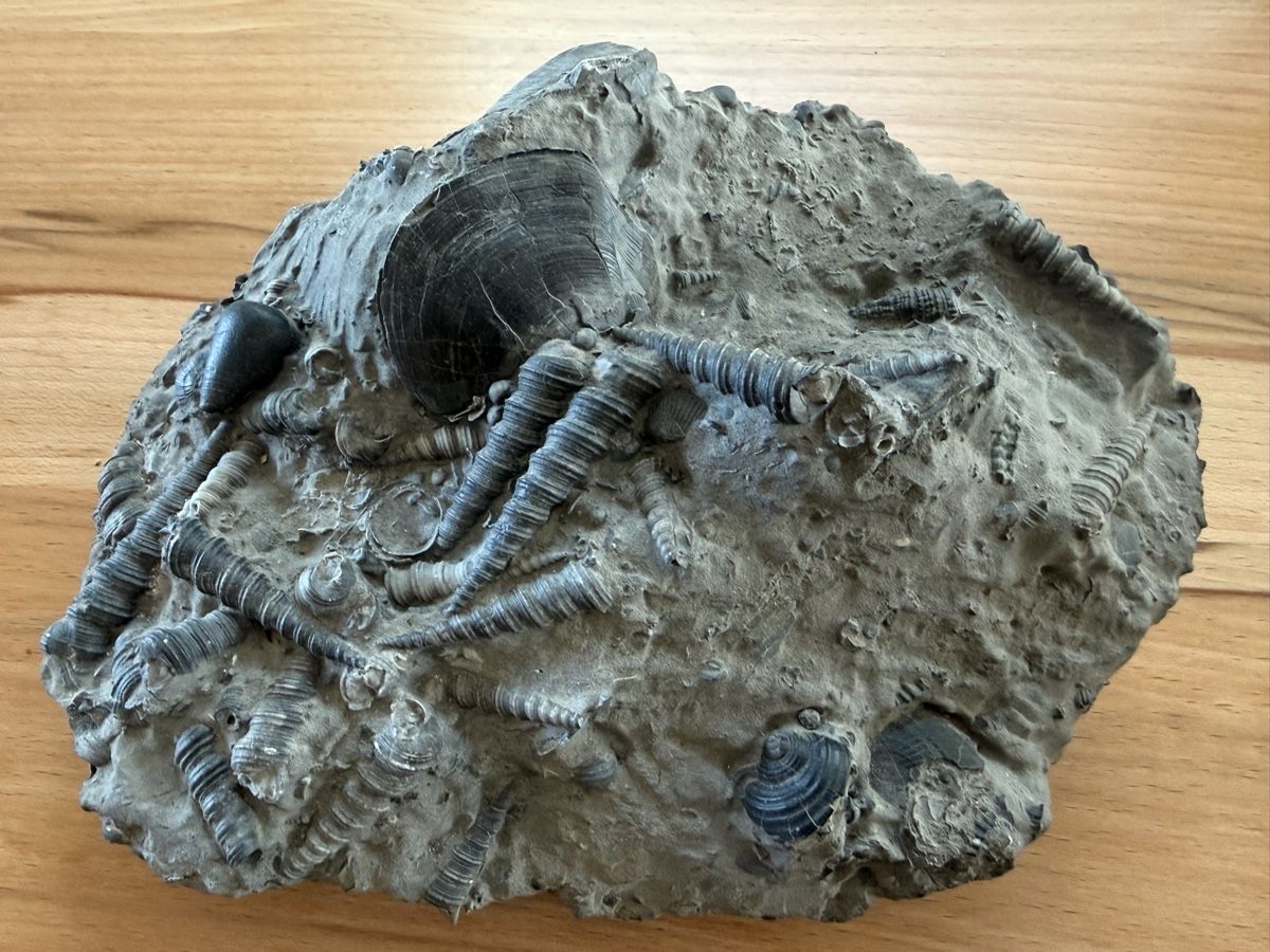 Fossili: Versteinerte Muschelplatte – Usato da Grenchen venduto da Bastet007