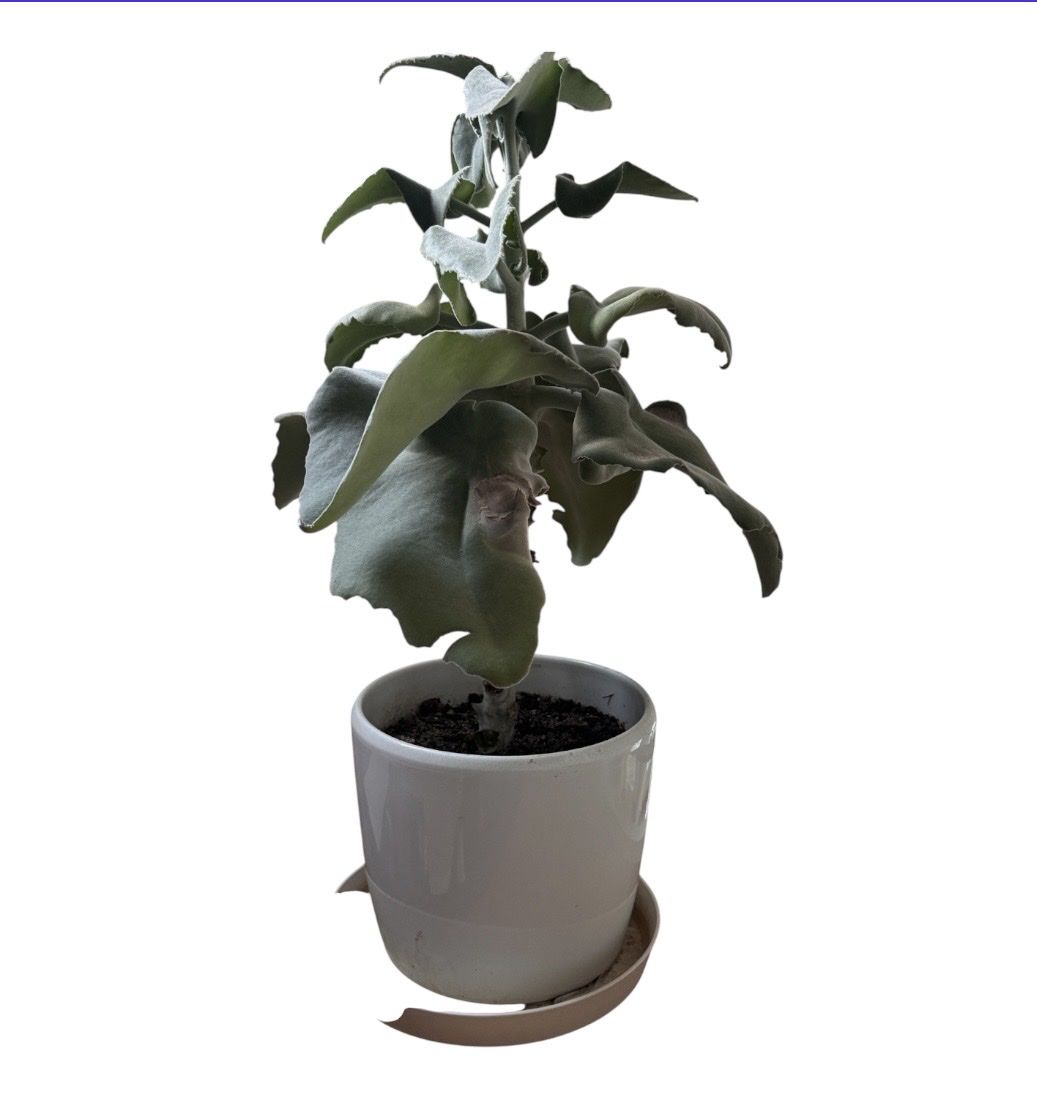 Pflanzen & Samen: grosse kalanchoe, calanchoe, 65cm – Gebraucht aus sargans von lnoa 1