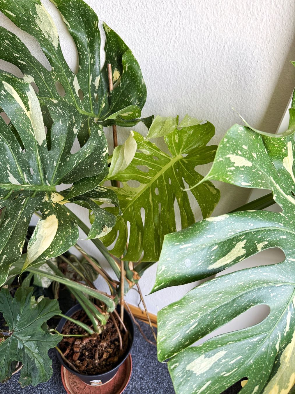 Piante & sementi: Monstera Thai Constellation – Nuovo (secondo la descrizione) da Bern venduto da Lucas_Ma 1