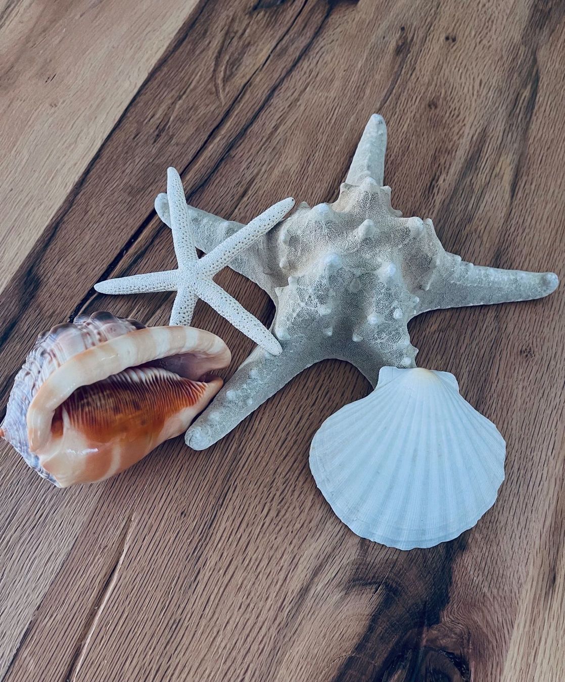 Fossilien: Muscheln Set – Gebraucht aus Winkel von KaschmirArt 4