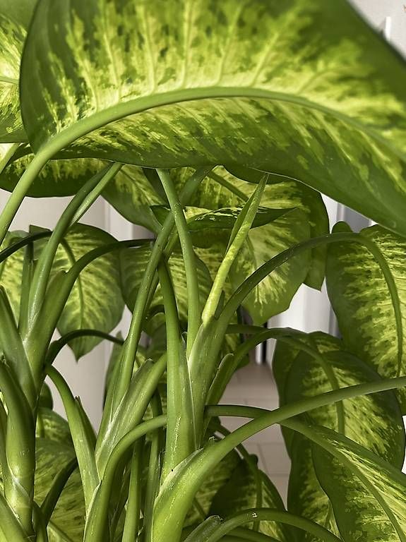 Piante & sementi: Dieffenbachia – Usato da Buchrain venduto da pat4s 3