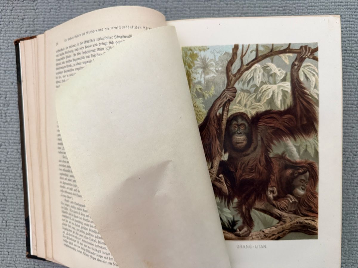 Libri: ///Ranke, Der Mensch, 1894, Antikes Buch/// – Usato da Birmenstorf AG venduto da Pat_roll 4