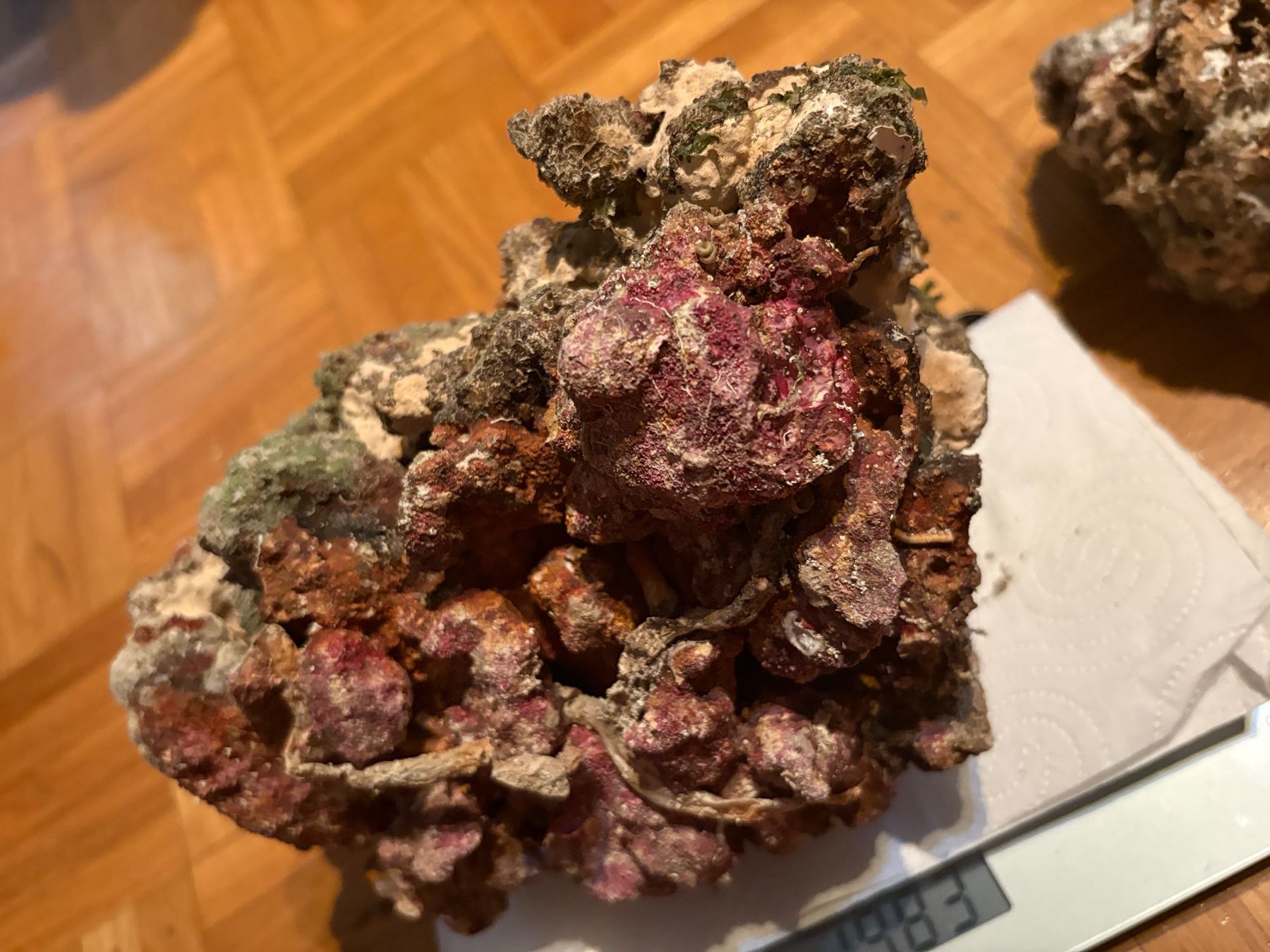 Acquari: Totes Lebendgestein für Aquarium – Usato da Genève venduto da papillon2976 2