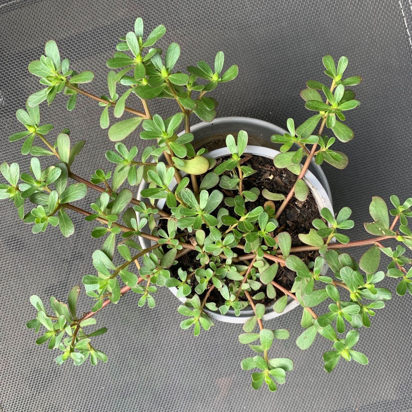Piante & sementi: Sommer Portulak / Pflanze – Nuovo (secondo la descrizione) da Hinteregg venduto da ERFOLG78