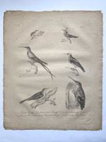 3 grosse Kupferstiche mit Vogelsujets. C.J. Brodtmann. 1816.