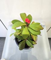 Pflanze Kaktus Christusdorn Euphorbia milii crown of thorns