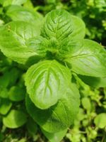 10 STK WILDE AROMATISCHE WALDMINZE PFLANZCHEN x 30 cm hoch‪