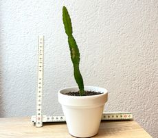 Drachenfrucht-Pflanzen, (rotfleischige Drachenfrucht)