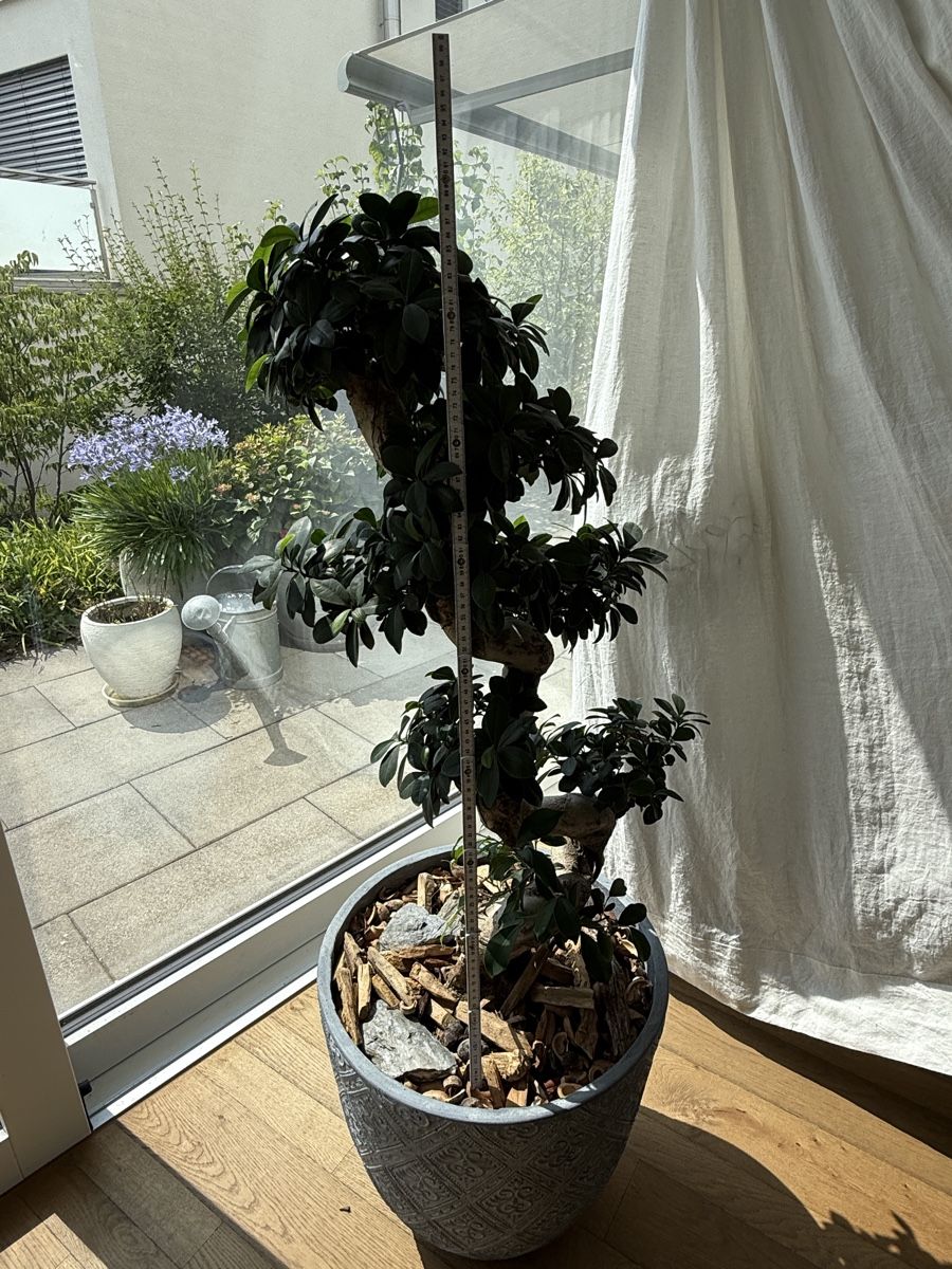 Plantes & graines: Ficus Ginseng mit S-Stamm – D'occasion à Meisterschwanden par Larana7 2