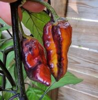 Piment de collection  7POT Bubblegum  2g