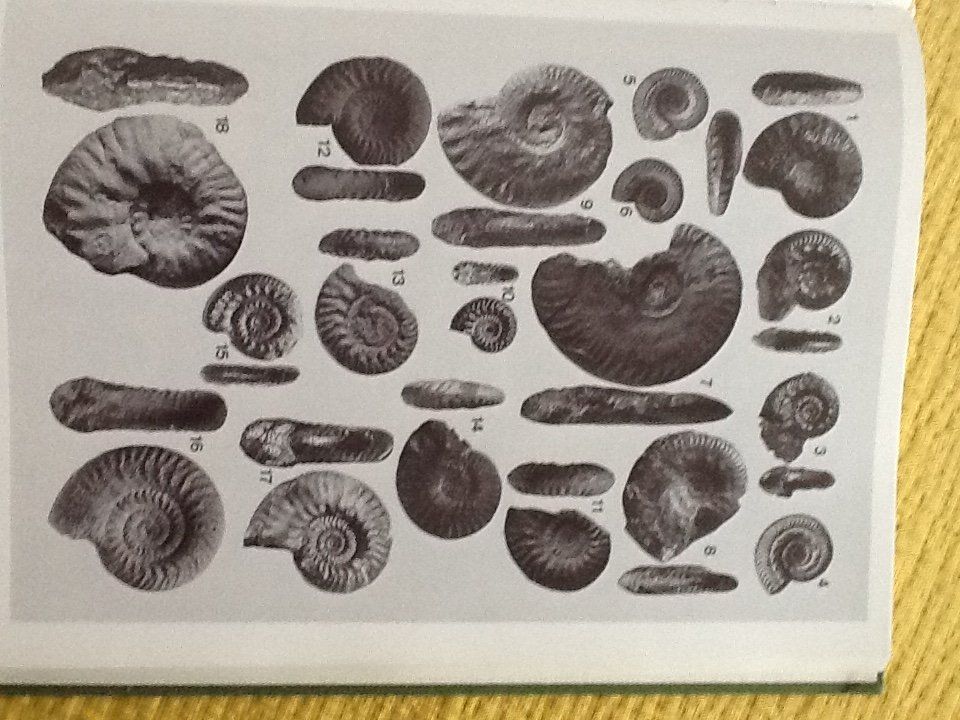 Libri: Fossilien Ammoniten Dogger – Nuovo (secondo la descrizione) da Olten venduto da smiples 3