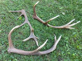 Hirsch Geweih 🦌 # 3er Set Hirschhorn Jagd Stange Dekoration