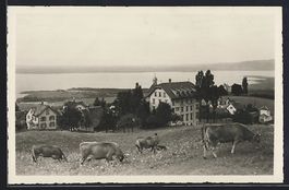 Wienacht, Weidende Rinder vor dem Kurhau