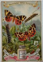 Litho, Liebig, Werbung, Nachtfalter, Jugendstil