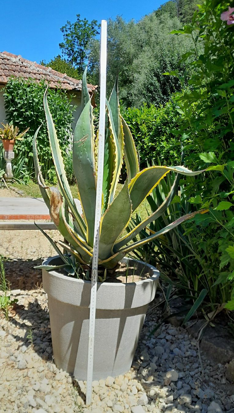 Plantes & graines: Agave ca. 100 cm (1) – D'occasion à Liesberg par Ragged