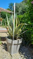 Agave ca. 100 cm (1)