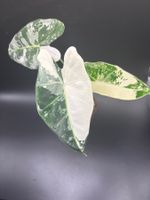 Alocasia micholitziana Frydek Albo Variegata (2-5)