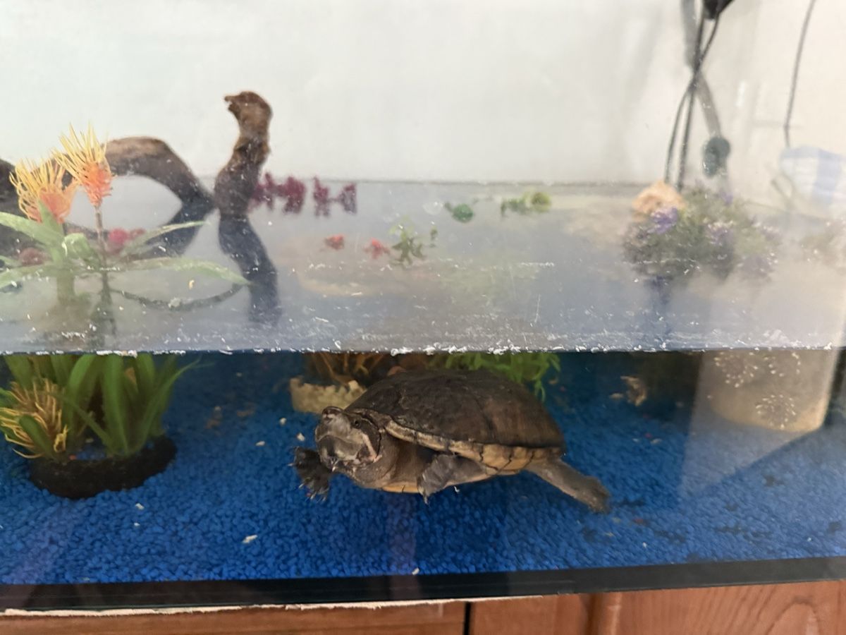 Aquarium: Aquarium, inkl 2 Moschusschildkröten – Gebraucht aus Weite von kocherhansm 1