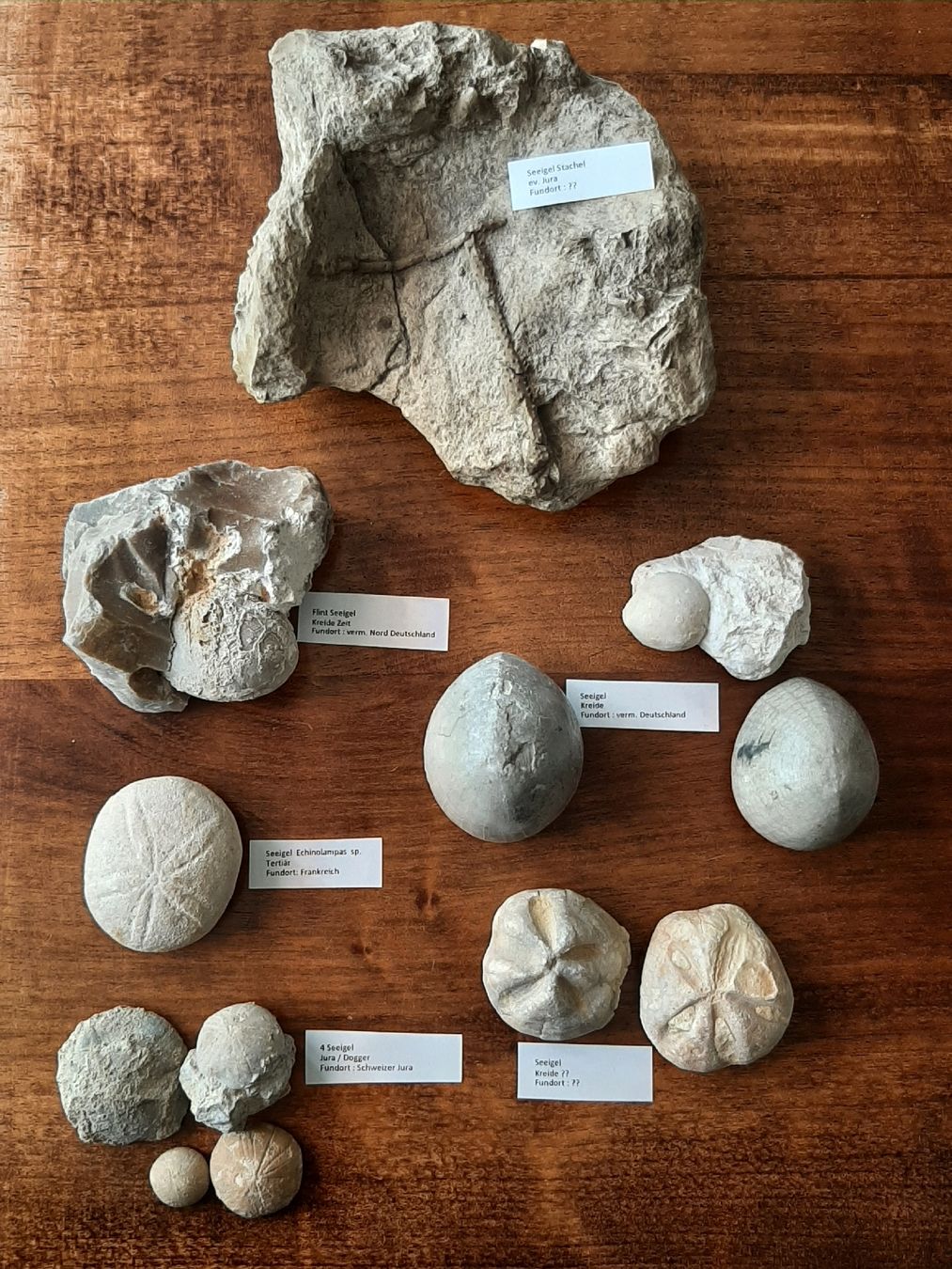Fossili: Kleine Sammlung fossiler Seeigel  – Usato da Rickenbach BL venduto da Oktober68 1