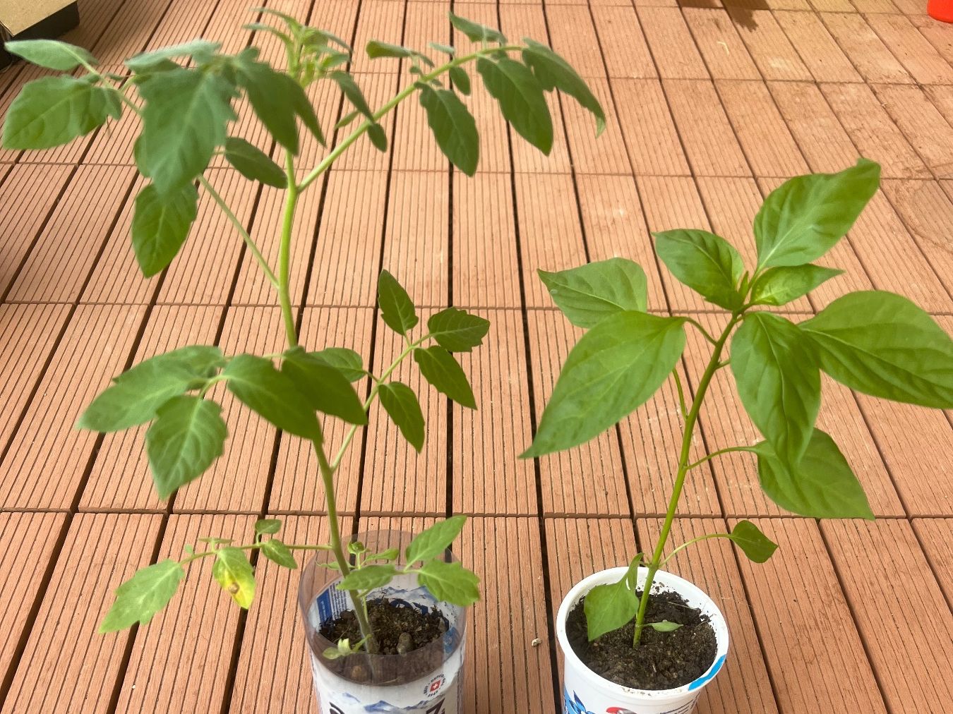 Plantes & graines: Tomate und Paprika Pflanzen – D'occasion à Winterthur par Ela_amooandi