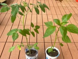 Tomate und Paprika Pflanzen