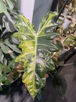 Rhizom Alocasia Pseudo Sanderiana Aurea Variegata