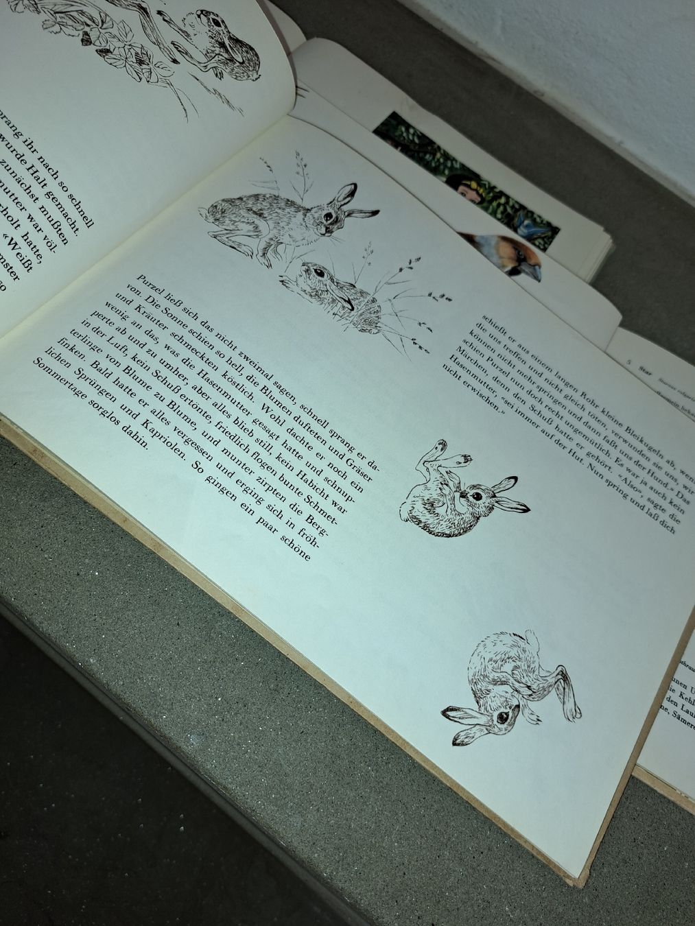 Libri: Alte Kinderbücher: Einheimische Vögel + Purzel-Hasengesch. – Usato da Kölliken venduto da Upcycling-by-Mc-TAM 6