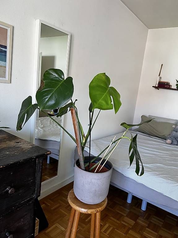 Piante & sementi: Schöne Monstera – Usato da Basel venduto da sar_2frb